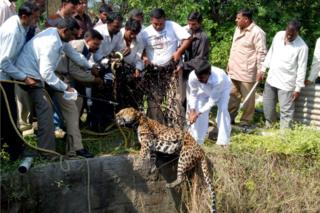A leopard was tranquilised and then pulled out of a well with a net in Nashik in December 2010