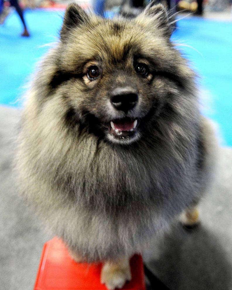 PHOTO: Pandora, a Keeshond attends the National Pet Show on Nov. 4, 2017, in Birmingham, England. 
