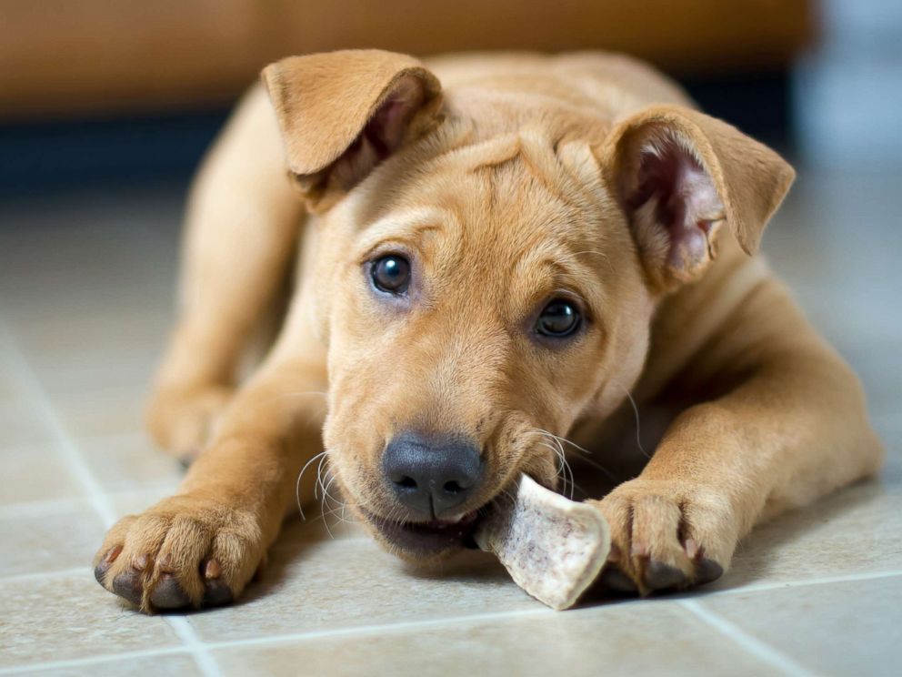 PHOTO: A puppy chews a bone in this undated stock photo.