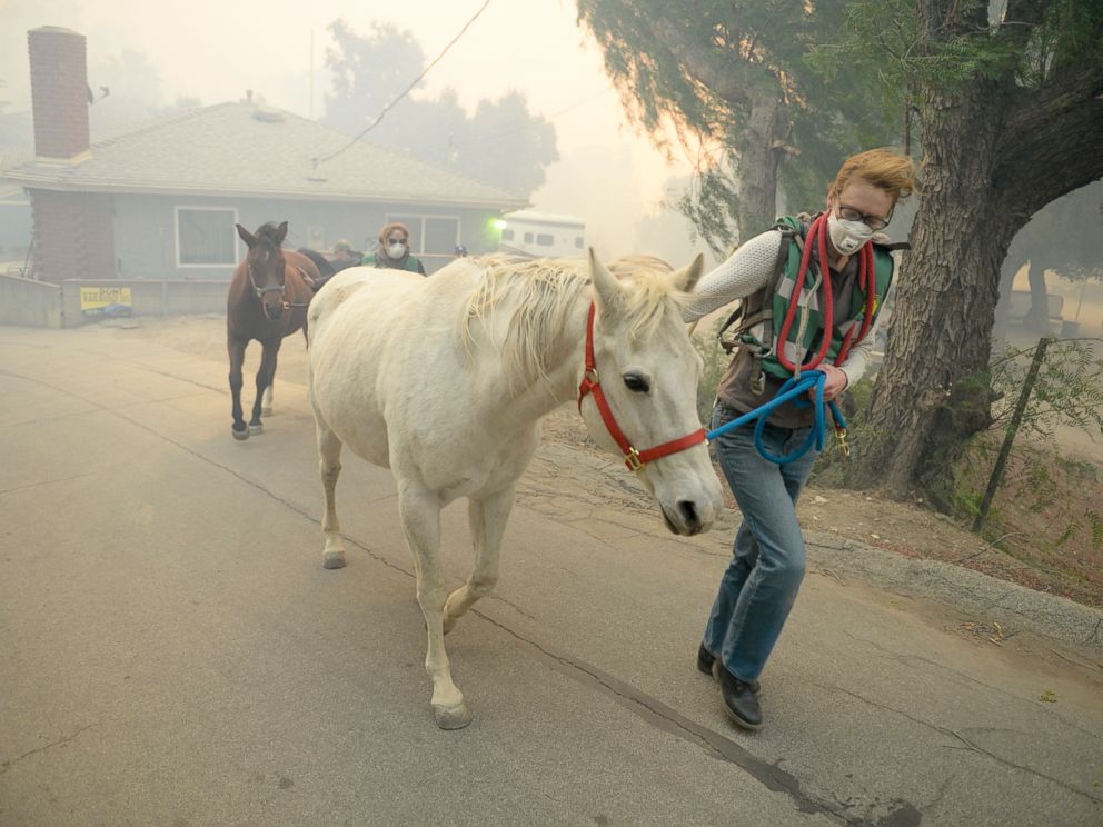 Horses are evacuated from a ranch along Kagel Canyon at the Creek fire, Tuesday, Dec. 5, 2017 in La Canada Flintridge, Calif. Raked by ferocious Santa Ana winds, explosive wildfires northwest of Los Angeles and in the citys foothills burned a psychi