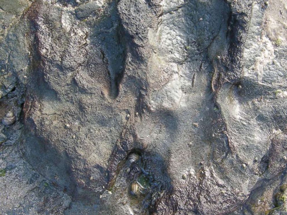 The therapod footprint as it appeared before a vandal chipped off parts of the fossil at Bunurong Marine Park in Victoria, Australia. 