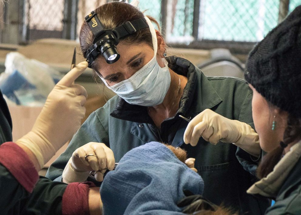 PHOTO: Veterinarian Dr. Laura Peyton, chief of integrated medicine at the University of California, works on the badly burned paw of a bear, injured in a wildfires, in Davis, Calif., in January 2018.