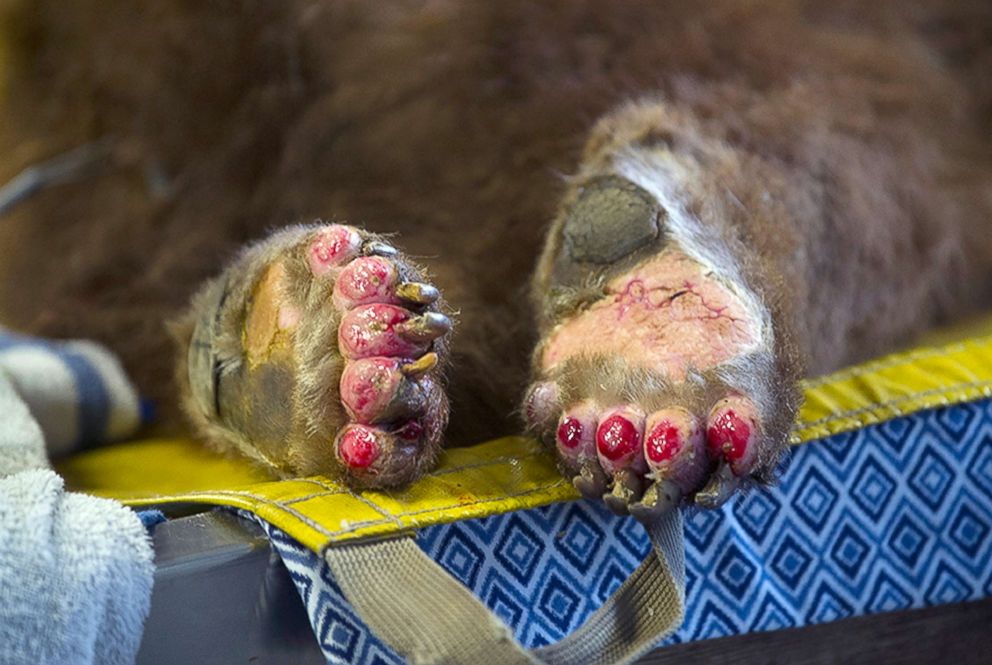 PHOTO: The badly burned paws of one of two bears being treated by Dr. Laura Peyton, Chief of Integrated medicine at the University of California, Jan. 8, 2018. 