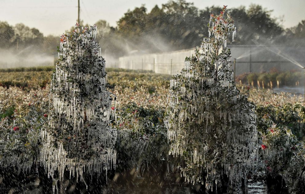 PHOTO: A thin layer of ice covers ornamental plants, Jan. 4, 2018, in Plant City, Fla. Growers spray water on the plants to help protect them from extreme cold temperatures. 
