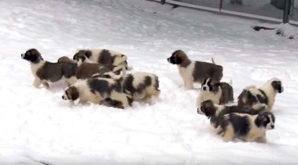 PHOTO: Puppies shown playing in the snow in a video that the Russian Ministry of Defense released. Over 3,000 dogs are employed in the Russian armed forces. Dogs from the 470th Dog Breeding Center outside Moscow are among the most decorated in Russia.