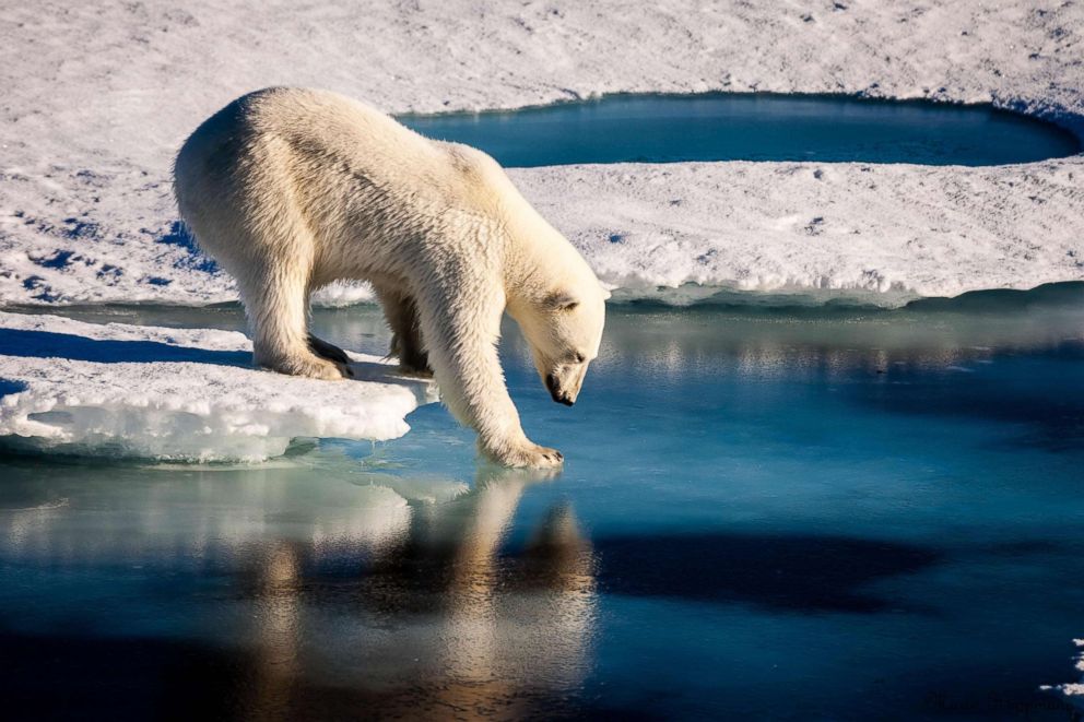 PHOTO: This handout file photo taken on August 22, 2015 and provided by the European Geosciences Union shows a polar bear testing the strength of thin sea ice in the Arctic.