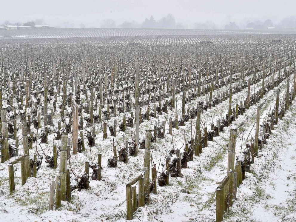 PHOTO: Snow covers a wine vineyard in Bordeaux, France, Feb. 28, 2018.