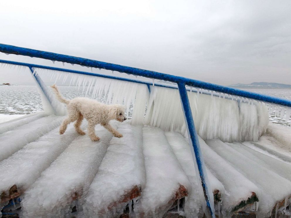 PHOTO: A dog walks on ice covering the stairs at the shore of Lake Balaton in Fonyod, Budapest, Hungary, Feb. 26, 2018.