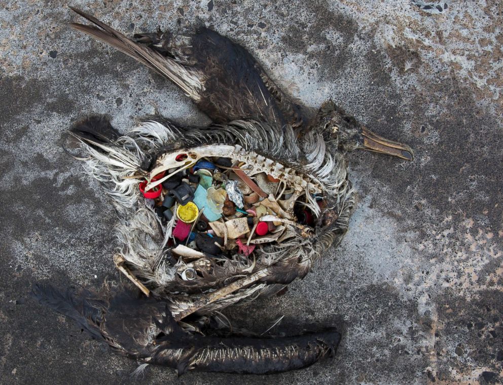 PHOTO: A black footed albatross chick with plastics in its stomach lies dead on Midway Atoll in the Northwestern Hawaiian Islands, Nov. 2, 2014. Midway sits amid a collection of man-made debris called the Great Pacific Garbage Patch. 