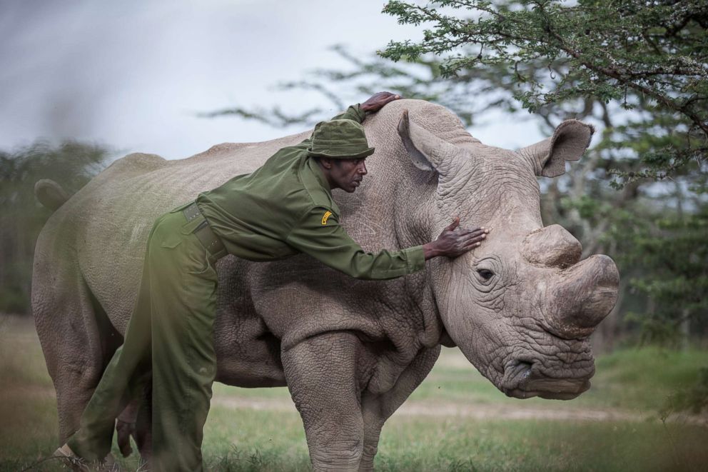 PHOTO: Mohammed Doyo, head caretaker, caresses Sudan, the last male northern white rhino left on the planet. 